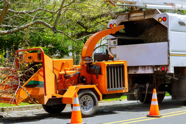 Professional Tree Removal and Landscaping Services in Barberton, WA